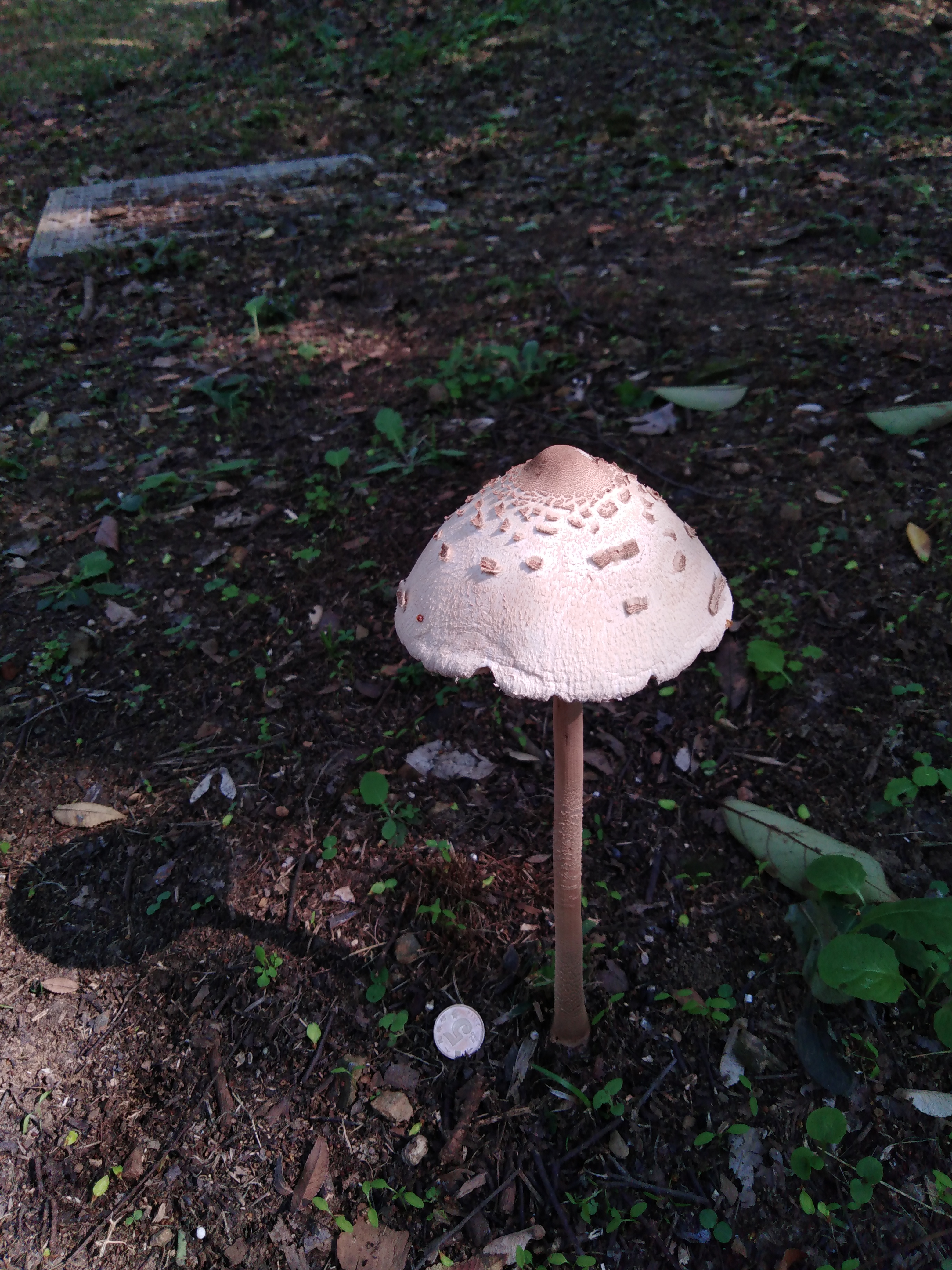 mushroom-image